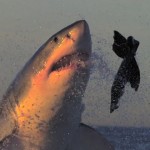 Attaque de requin en slow motion (VIDEO)