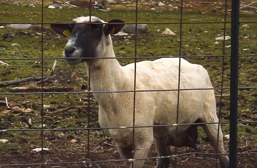 Le mouton qui crie comme un humain ! (VIDEO)