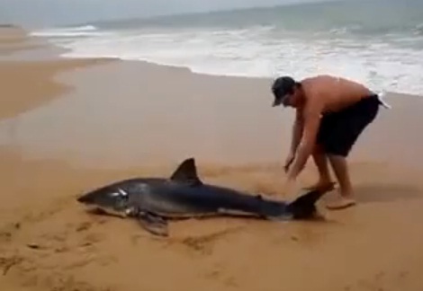 Il sauve un requin blanc échoué sur la plage (VIDEO)