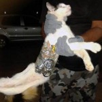 Brésil : un chat spécialement entraîné à l&rsquo;évasion de prisonniers ! (VIDEO)