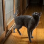 Le chat qui frappe à la porte pour entrer (VIDEO)
