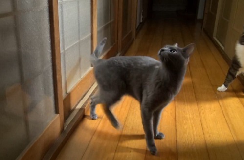 Le chat qui frappe à la porte pour entrer (VIDEO)