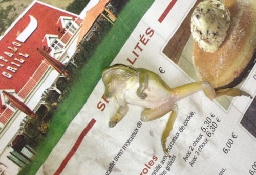 grenouille buffalo 2