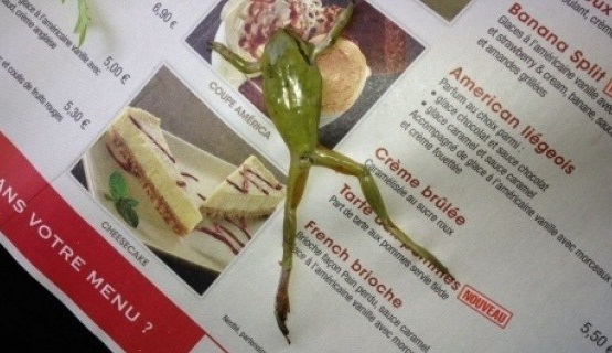 grenouille buffalo 3