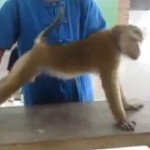 Le singe qui fait des pompes et des abdos (VIDEO)