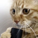 Le chat-spirateur, vous connaissez ? (VIDEO)