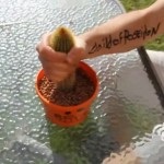 Le défi du cactus !