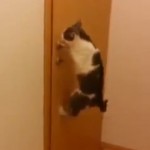Chat qui ouvre 5 portes pour sortir dehors