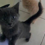 Chatons affamés