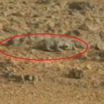 Un lézard photographié sur Mars ? (VIDEO)
