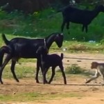 Inde : Un macaque fait la misère à une chèvre