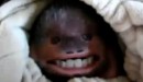 petit singe
