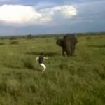 Ivre, il charge un éléphant