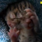 Chaton né avec deux visages (VIDEO)