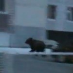 Chasse à l&rsquo;ours dans un quartier russe (VIDEO)