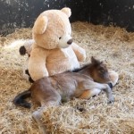 Poney orphelin qui dort avec un nounours