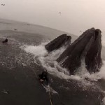 2 plongeurs manquent de se faire avaler par des baleines