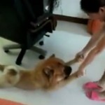 Chien qui fait le mort pour éviter de prendre un bain