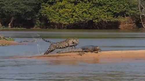 Un jaguar attaque et tue un crocodile (VIDEO)