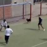 Foot : ce chien est plus efficace que Benzema devant les buts