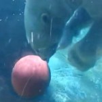 Un ours blanc joue au basket (VIDEO)