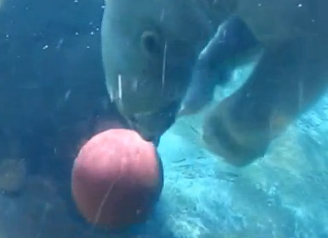 Un ours blanc joue au basket (VIDEO)
