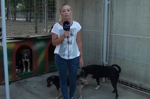 Un chien fait pipi sur une journaliste en plein reportage (VIDEO)