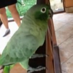 Un perroquet au rire chelou ! (VIDEO)