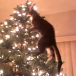 Chat vs sapin de Noël