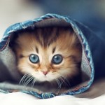 Différence d&rsquo;éducation entre les chiens et les chats (VIDEO)