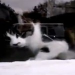 Le chat qui déteste les facteurs (VIDEO)
