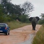 Un éléphant piétine une voiture de touristes (VIDEO)