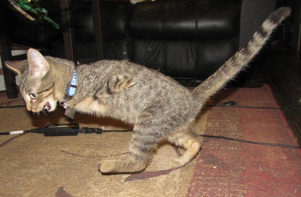 Mercury, l’adorable chaton à 2 pattes (VIDEO)