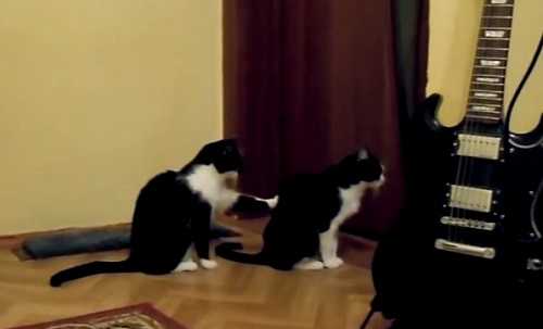 Un chat qui veut se réconcilier avec sa copine (VIDEO)