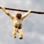 Un singe fout la merde dans un zoo (VIDEO)