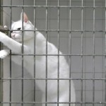 Chamallow, le chat expert en évasion (VIDEO)