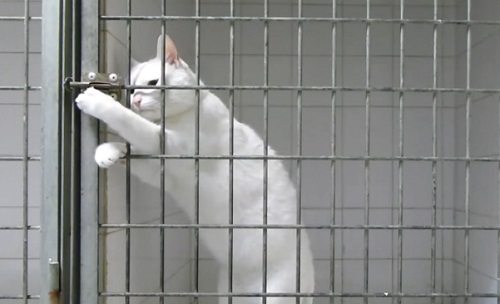 Chamallow, le chat expert en évasion (VIDEO)
