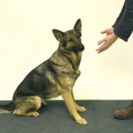La réaction des chiens devant un tour de magie (VIDEO)