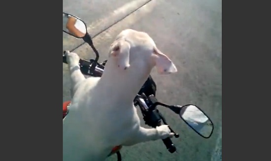Un homme laisse son chien piloter sa moto (VIDÉO)