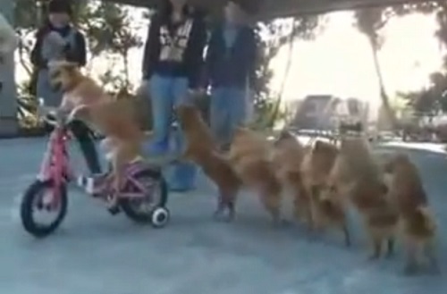 7 chiens pour 1 seul vélo (VIDÉO)