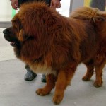 Chine : un chien vendu 1,4 million d&rsquo;euros (VIDEO)