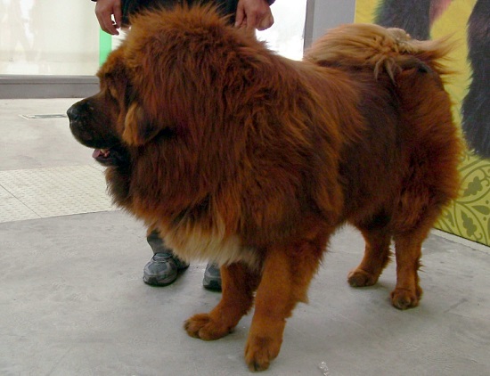 Chine : un chien vendu 1,4 million d’euros (VIDEO)