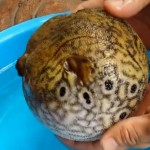Avez-vous déjà vu : un poisson-ballon ? (VIDEO)