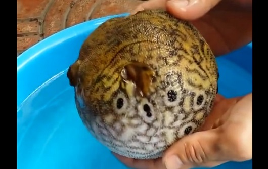 Avez-vous déjà vu : un poisson-ballon ? (VIDEO)