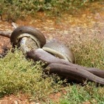 Un serpent avale un crocodile entier (PHOTOS ET VIDEO)