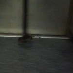 Un rat sème la panique dans une rame de métro à New York (VIDEO)