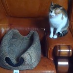 Deux chats s&rsquo;amusent avec une canne à pêche (VIDEO)