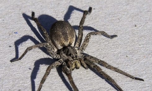 Beurk – Une araignée donne naissance à une drôle de créature (VIDEO)