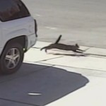 Un chat sauve un enfant attaqué par un chien (VIDEO)