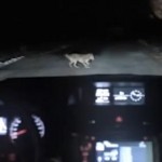 Un chien joue un sale tour à une automobiliste ! (VIDEO)